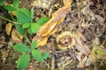 Closeup of Chestnuts inside the Hedgehog on the Ground Among Leaves in Autumn Royalty Free Stock Photo