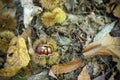 Closeup of Chestnuts inside the Hedgehog on the Ground Among Leaves in Autumn Royalty Free Stock Photo