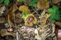 Closeup of Chestnuts inside the Hedgehog on the Ground Among Leaves in Autumn Royalty Free Stock Photo