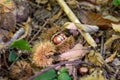 Closeup of Chestnuts inside the Hedgehog on the Ground Among Leaves in Autumn Royalty Free Stock Photo