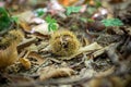 Closeup of Chestnuts inside the Hedgehog on the Ground Among Leaves in Autumn Royalty Free Stock Photo