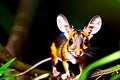 closeup chevrotain in forest