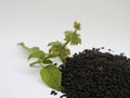 Closeup of Chia, Salvia hispanica Pile of seeds with flowers on white background