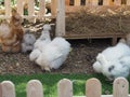 Chick Silkie Chicken fur is similar to a soft silk thread with a furry appearance, animal white and black Royalty Free Stock Photo