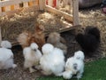 Chick Silkie Chicken fur is similar to a soft silk thread with a furry appearance, animal white and black Royalty Free Stock Photo