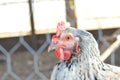 Closeup of a chicken in a farm behind a metallic mesh fence Royalty Free Stock Photo