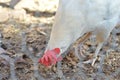 Closeup of a chicken in a farm behind a metallic mesh fence Royalty Free Stock Photo