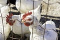 Closeup of chicken, hen fence, head, beak and eye in detail