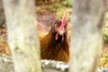 Closeup of chicken looking through wooden fence Royalty Free Stock Photo