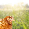 Chicken in Profile view. Chicken on the background of corn fields