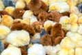 Closeup of Chicks Royalty Free Stock Photo