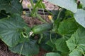 Closeup of child hand harvesting cucumbers in garden. Royalty Free Stock Photo