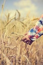 Closeup of child hand holding golden wheat spike