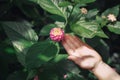 Closeup of child hand palm touching pink flower lantana camara with green leaves.