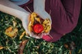 Child hands palms holding small red ripe apple with autumn yellow leaves Royalty Free Stock Photo