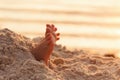 Closeup child kid feet on white sand beach. Royalty Free Stock Photo