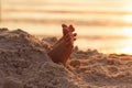 Closeup child kid feet on white sand beach. Royalty Free Stock Photo