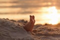 Closeup child kid feet on white sand beach. Royalty Free Stock Photo