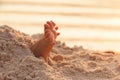 Closeup child kid feet on white sand beach.