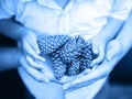 Closeup of child mother parent hands holding a bunch of pine cones together. Toned with classic blue color. Monochrome photo of