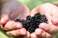 Closeup of a child`s hand holding blueberries Royalty Free Stock Photo