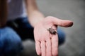 Closeup of children`s hand holding a spring beetle. May-bug