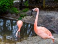 Closeup of a chilean flamingo, colorful tropical bird from America Royalty Free Stock Photo