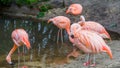 Closeup of a chilean flamingo with its family in the background, pink and colorful birds from America Royalty Free Stock Photo