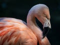 Closeup of a Chilean flamingo, Phoenicopterus chilensis captured in a zoo