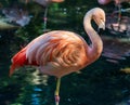 Closeup of a Chilean flamingo, Phoenicopterus chilensis standing on one leg by a lake in a zoo Royalty Free Stock Photo