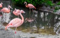 Closeup of a chilean flamingo standing at the water side with other flamingos in the water, near threatened tropical birds from Royalty Free Stock Photo