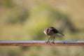 Closeup of a Chilean mockingbird standing on a wooden fence in a field under the sunlight