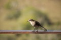 Closeup of a Chilean mockingbird standing on a wooden fence in a field under the sunlight