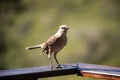 Closeup of a Chilean mockingbird standing on a wooden fence in a field under the sunlight