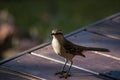 Closeup of a Chilean mockingbird standing on a wooden table in a field under the sunlight