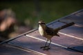 Closeup of a Chilean mockingbird standing on a wooden table in a field under the sunlight