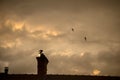 chimneys silhouettes and crow silhouettte on cloudy sky by sunset Royalty Free Stock Photo