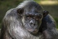 Closeup of chimpanzee (Pan troglodytes) Royalty Free Stock Photo