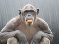 Closeup Chimpanzee Sitting down and Eating Fruit short hair Royalty Free Stock Photo