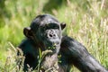 Closeup of chimpanzee sitting in long grass