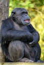 Closeup chimpanzee sitting Royalty Free Stock Photo