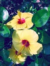 Closeup China Rose, known colloquially as Chinese hibiscus, Hawaiian hibiscus, rose mallow and shoeblackplant.