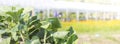 Closeup Chinese broccoli over blurred green house an flower garden background, banner style Royalty Free Stock Photo