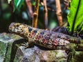 Closeup of Chinese crocodile lizard on a stone Royalty Free Stock Photo