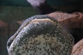 Closeup of a Chinese giant salamander with rocks in a background Royalty Free Stock Photo