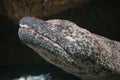 Closeup of a Chinese giant salamander with rocks in a background Royalty Free Stock Photo