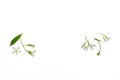 Chinese star jasmine flowers and buds isolated on white background with copy space in center Royalty Free Stock Photo