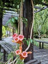 Closeup of chinese trumpet creepers