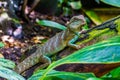 Closeup of a chinese water dragon lizard, tropical reptile specie from Asia Royalty Free Stock Photo