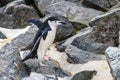 Chinstrap penguin, walking across rocks. Flippers spread. Royalty Free Stock Photo